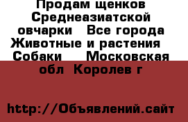 Продам щенков Среднеазиатской овчарки - Все города Животные и растения » Собаки   . Московская обл.,Королев г.